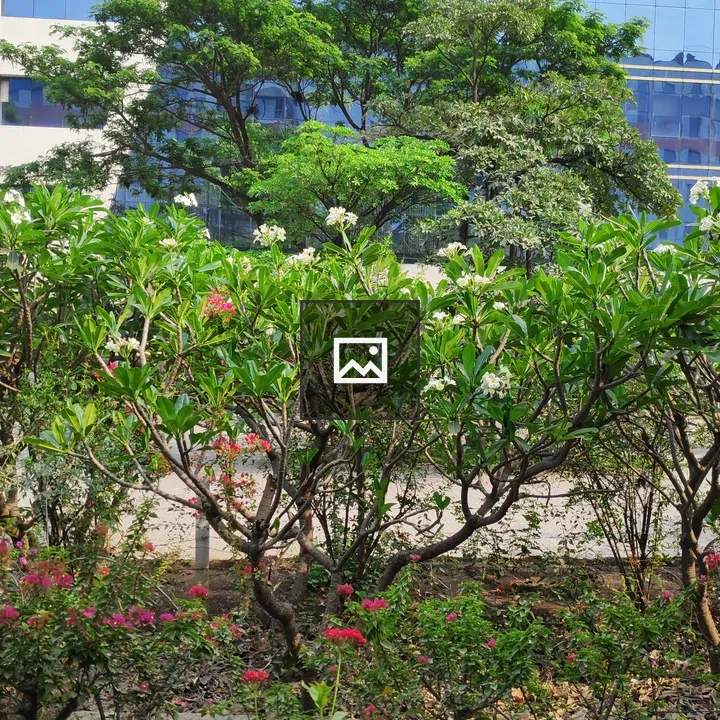 Plumeria flower branch