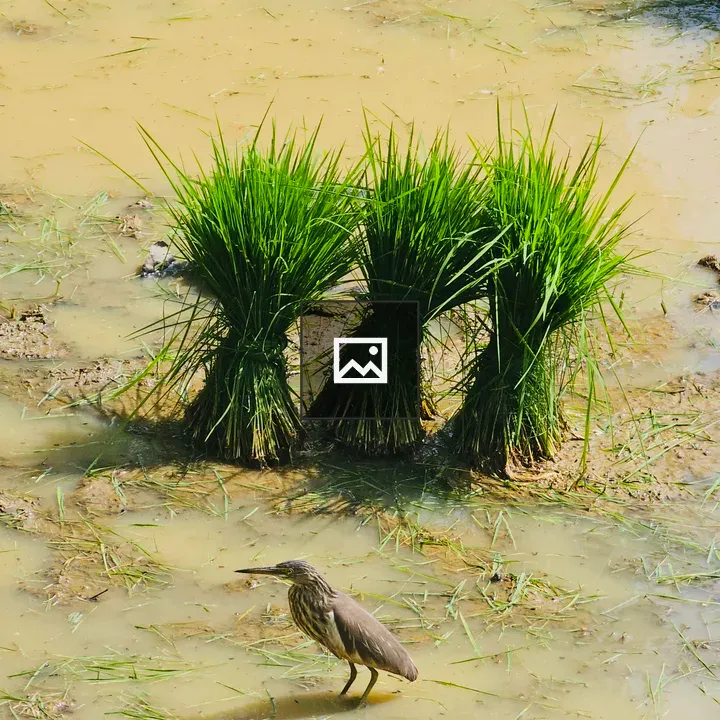 Indian Pond Heron in Paddy Field