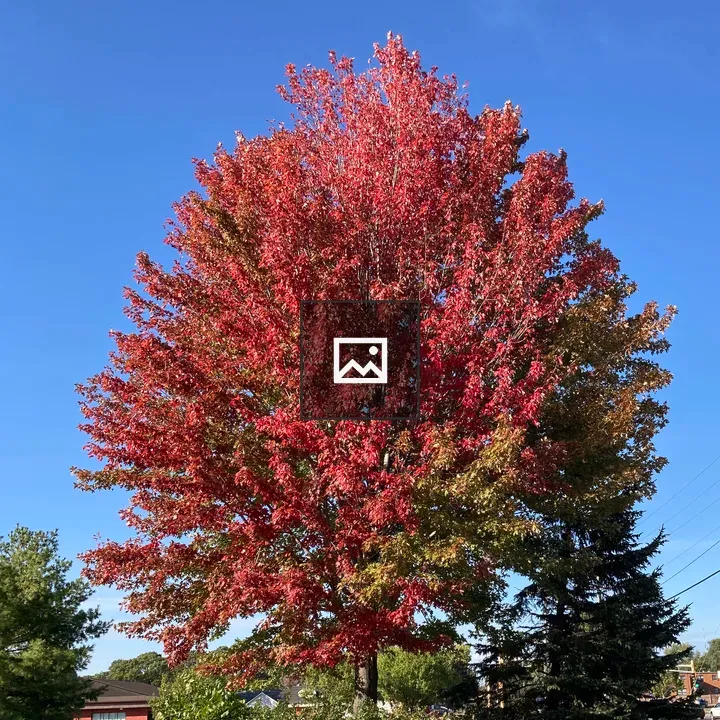 Tree with fall red color leaves