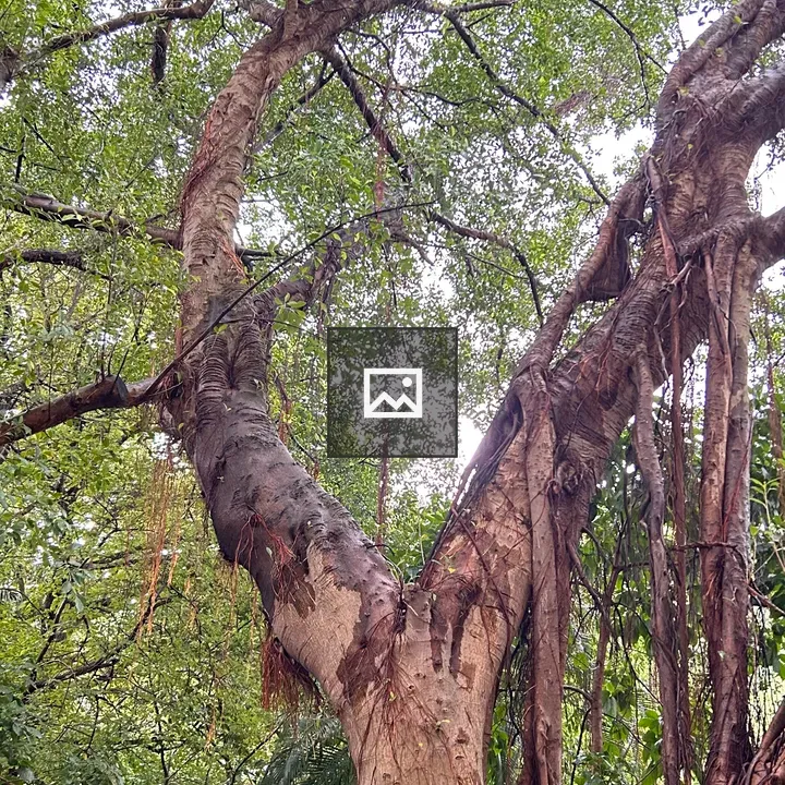 Tree with Thick Trunk and Green Canopy