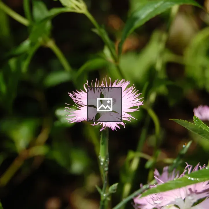 Dianthus hyssopifolius