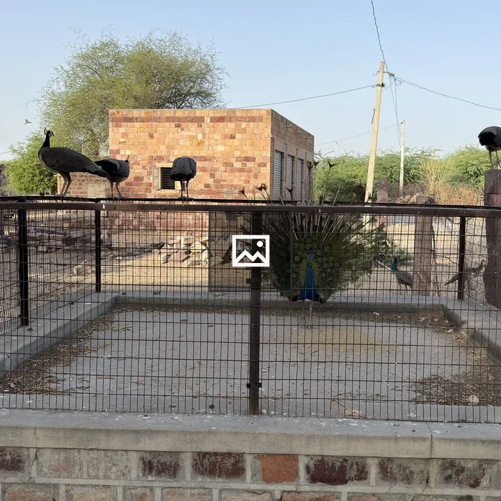 Peacocks on Fence and Structures