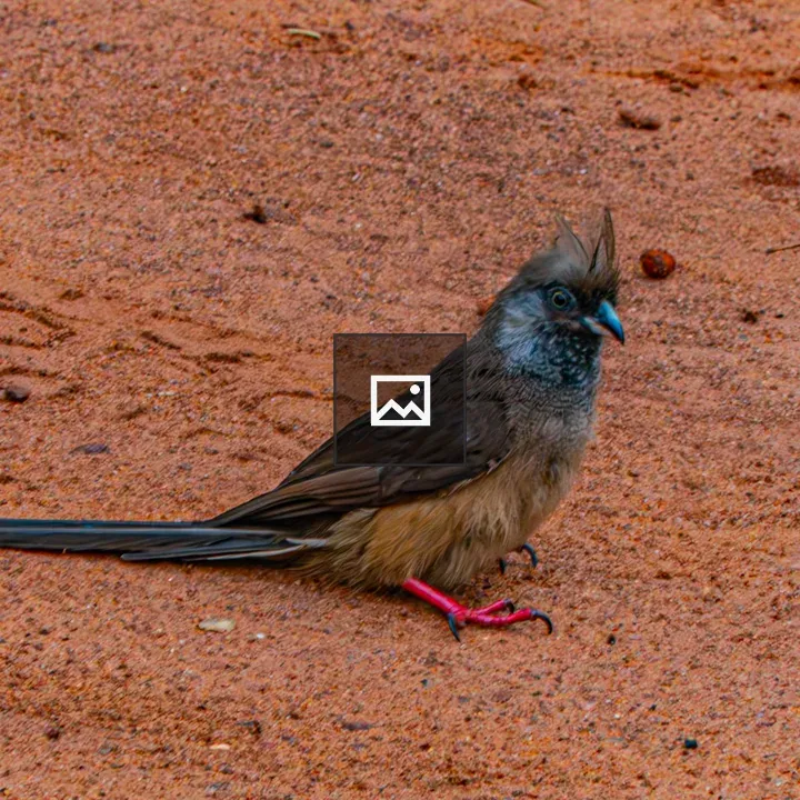 Speckled Mousebird in Soil