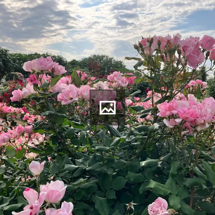 Pink knockout roses garden