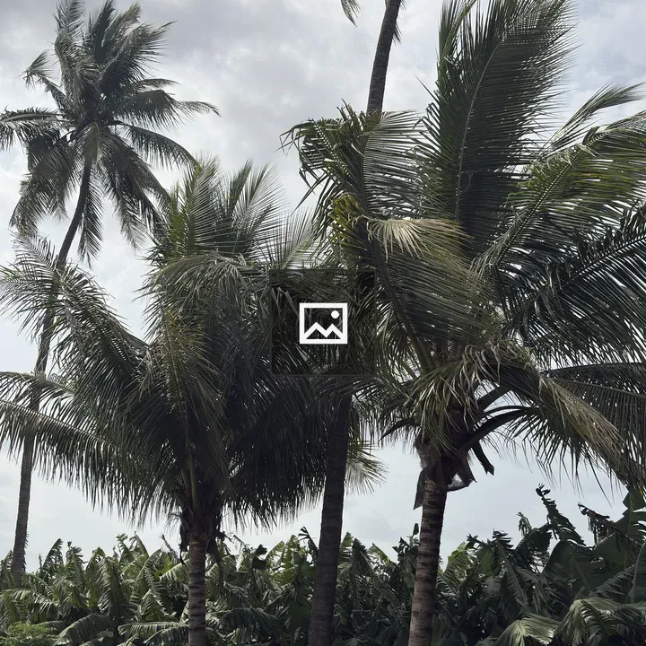 Palm trees against cloudy sky