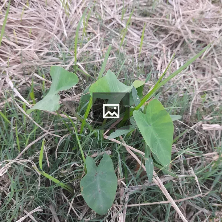 Green Heart-Shaped Leaves Cluster