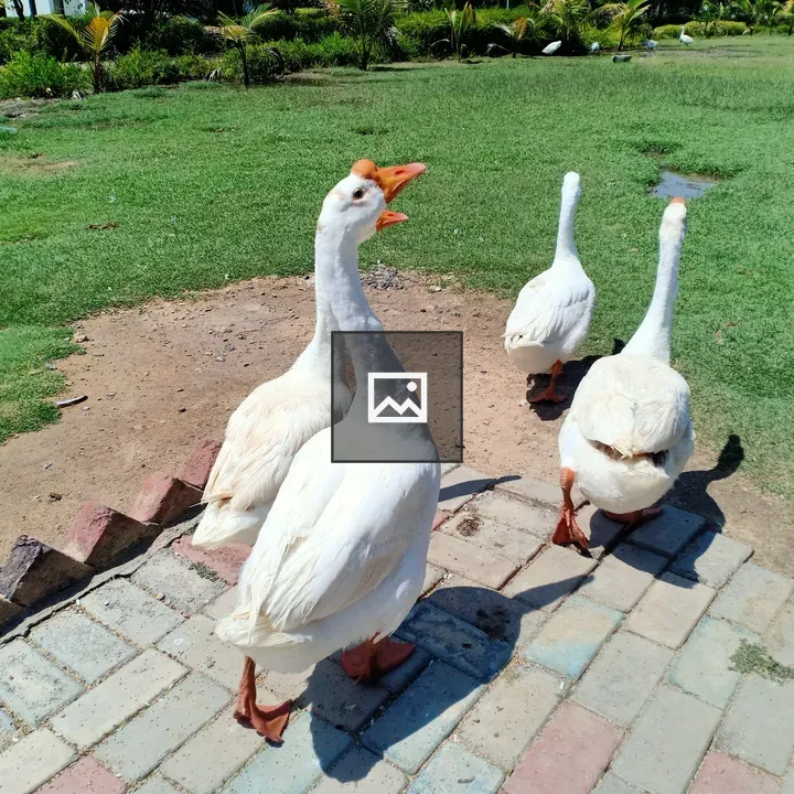 Duck