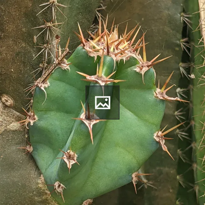Cactus Pad Close-up