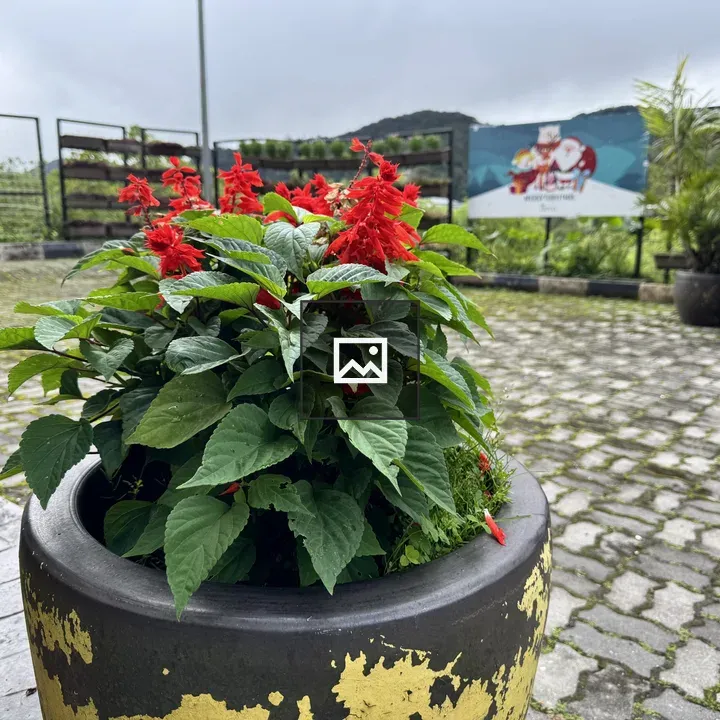 Red Salvia in Pot