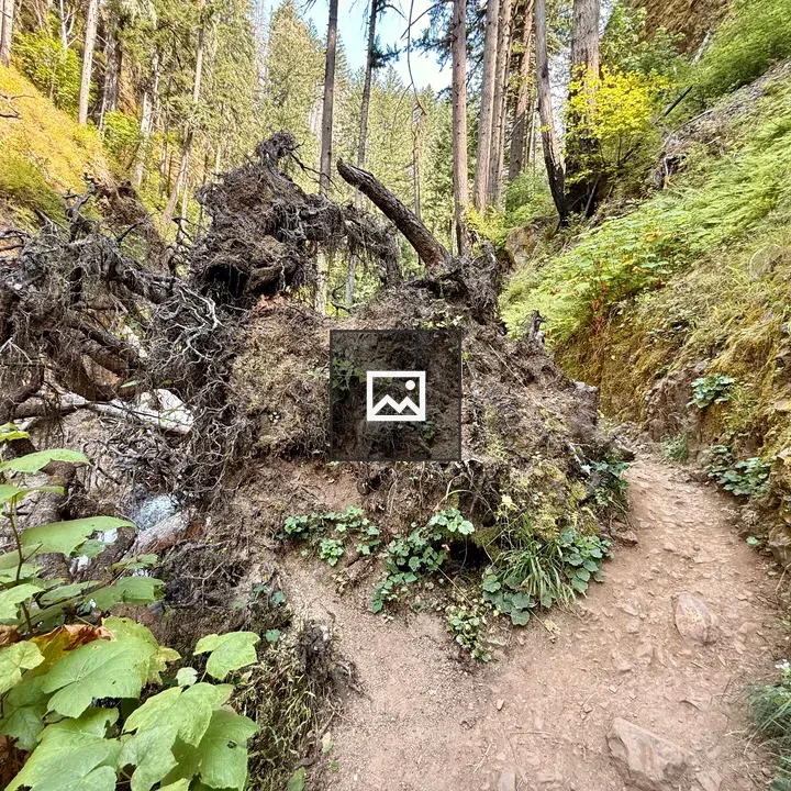 Uprooted tree beside dirt path