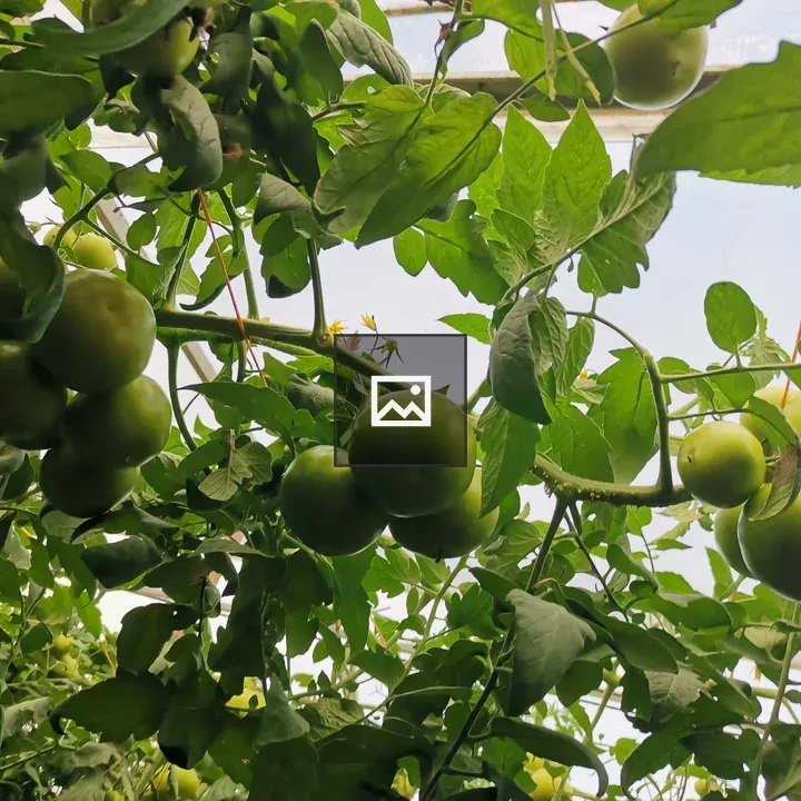 Green Tomatoes on Vines