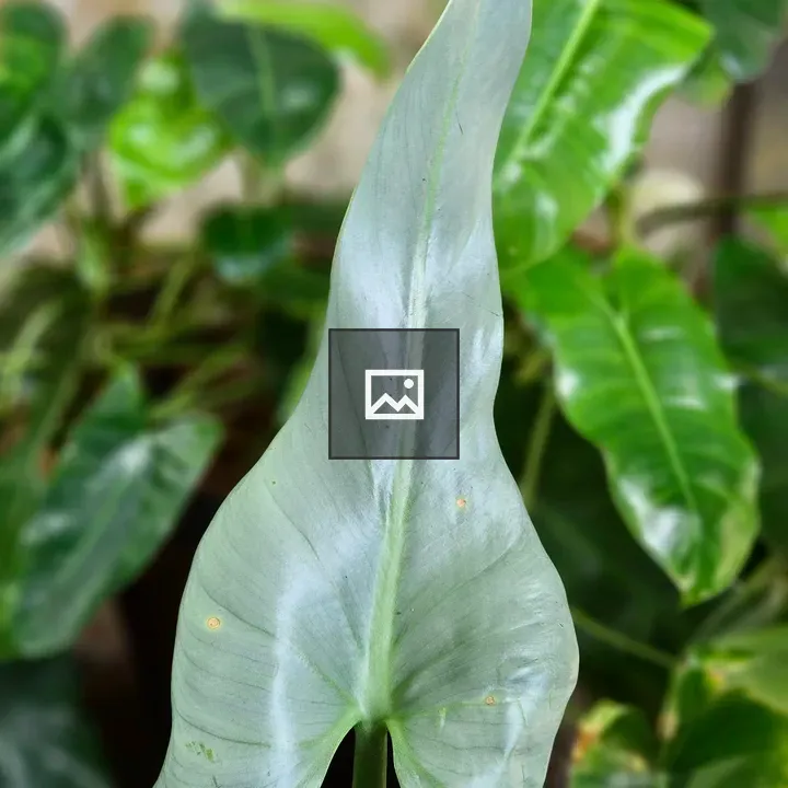 Philodendron Silver Sword Leaf