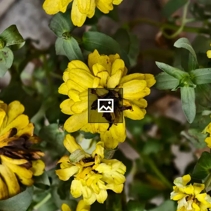 Yellow zinnia cluster