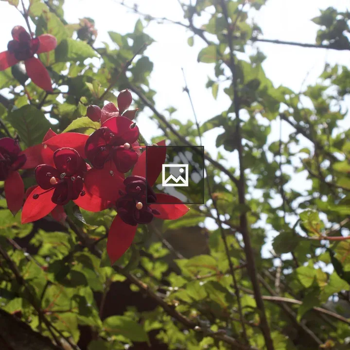 Red Flowers with Green Leaves