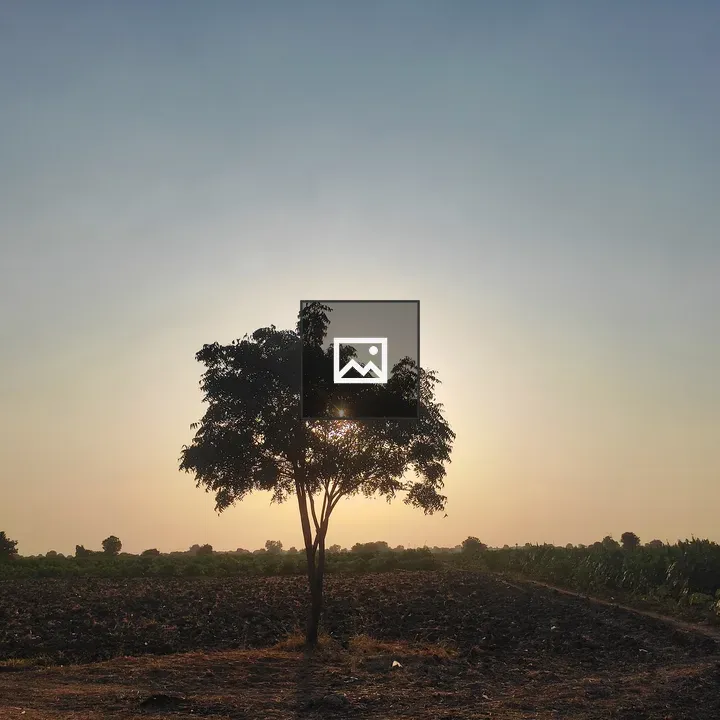 Tree in Sunset Light