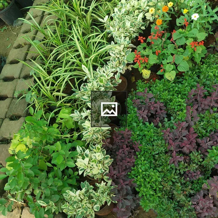 Top-Down View of Colorful Potted Plants
