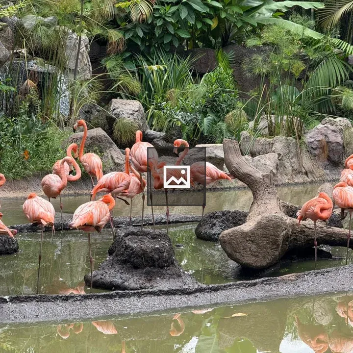 Flamingos in a shallow pond