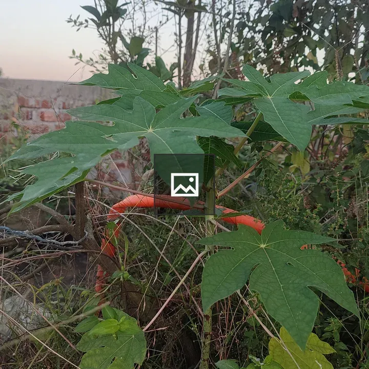 Papaya Plant with Green Leaves