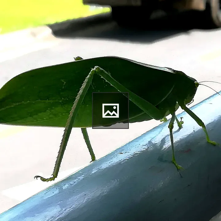 Close-up Grasshopper on Blue Rail