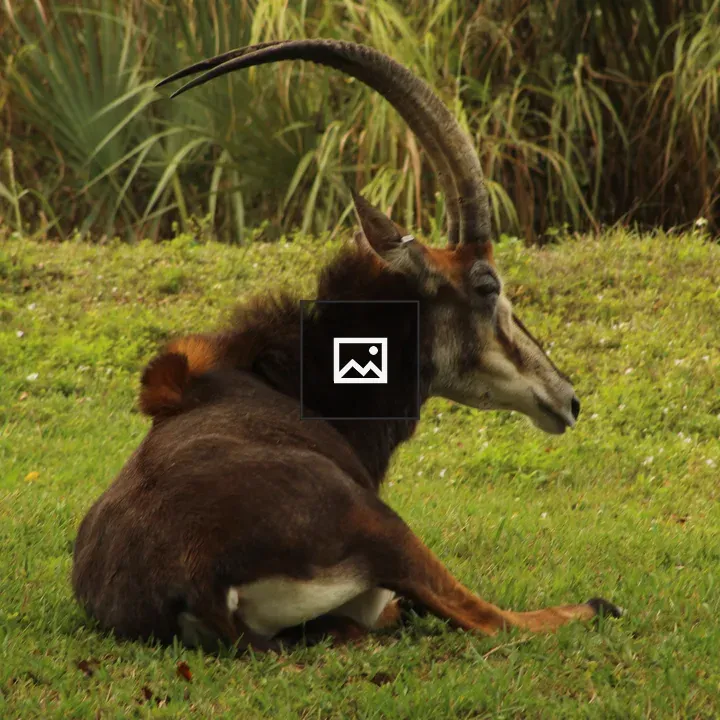Antelope-like Animal in Grassland