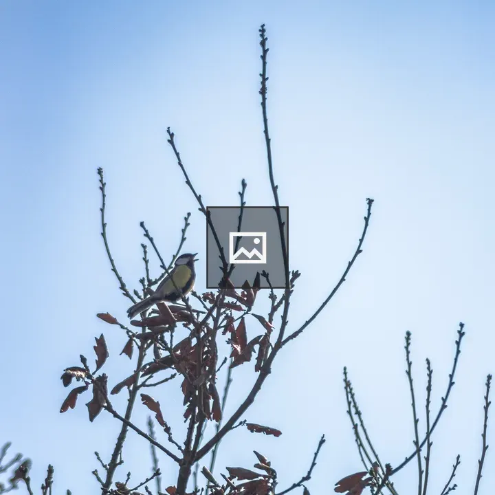 Great tit on a tree branch