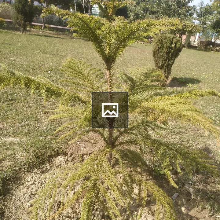 Indian Christmas tree in garden