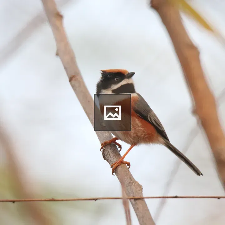 Black-throated Bushtit on Branch