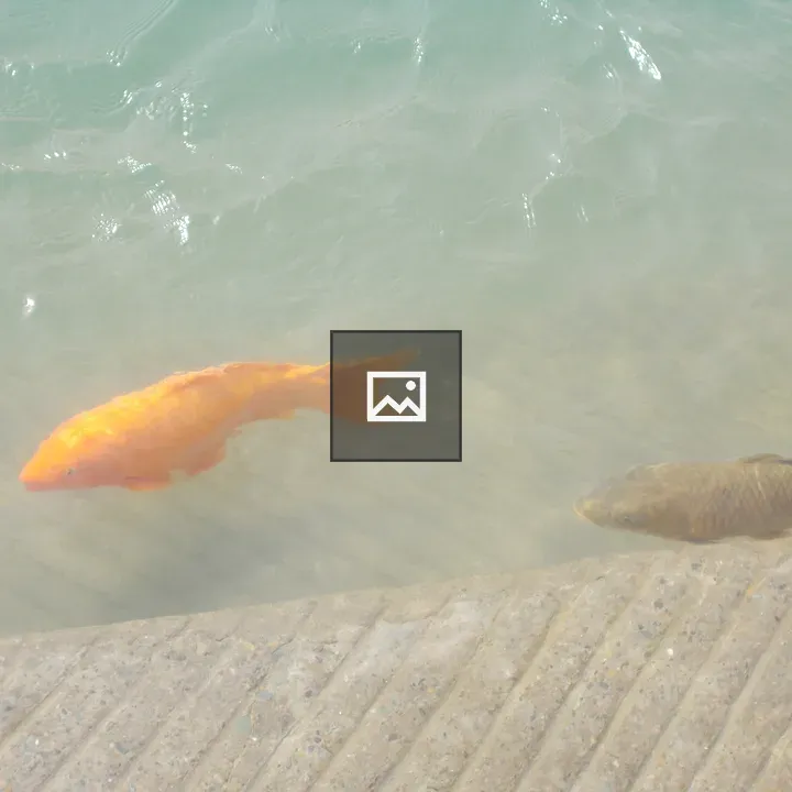 Koi in murky pond