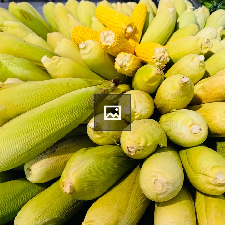 Fresh Corn Cobs in a Circle