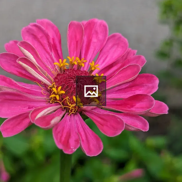Pink zinnia flower