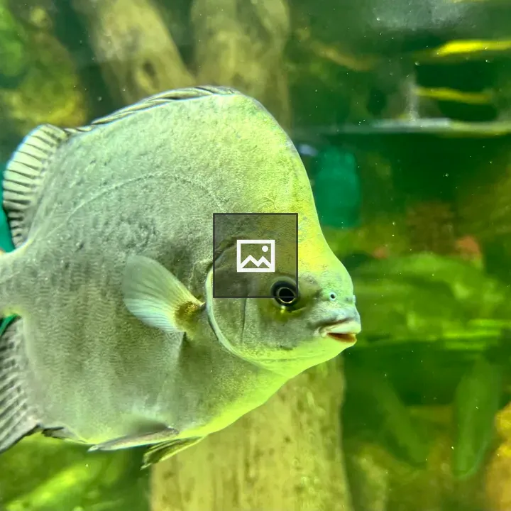 Close-up Fish in Aquarium