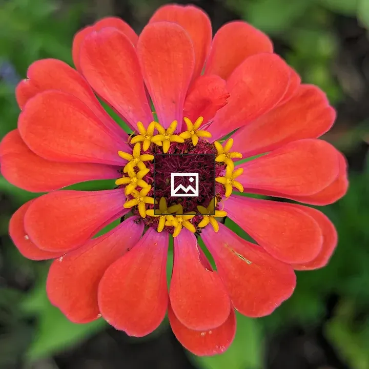 Red zinnia flower close-up