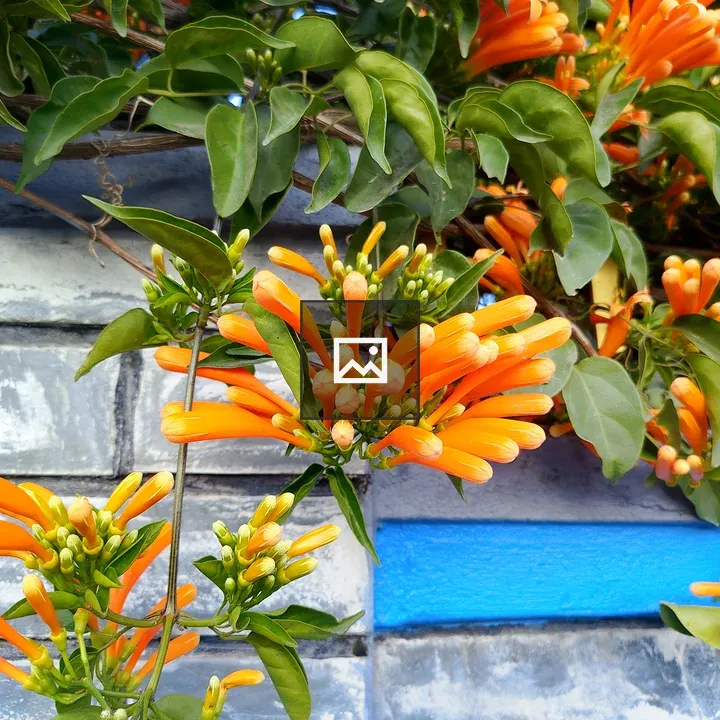 Orange trumpet flowers on wall