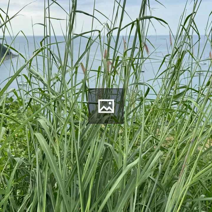 Tall wild grass in focus