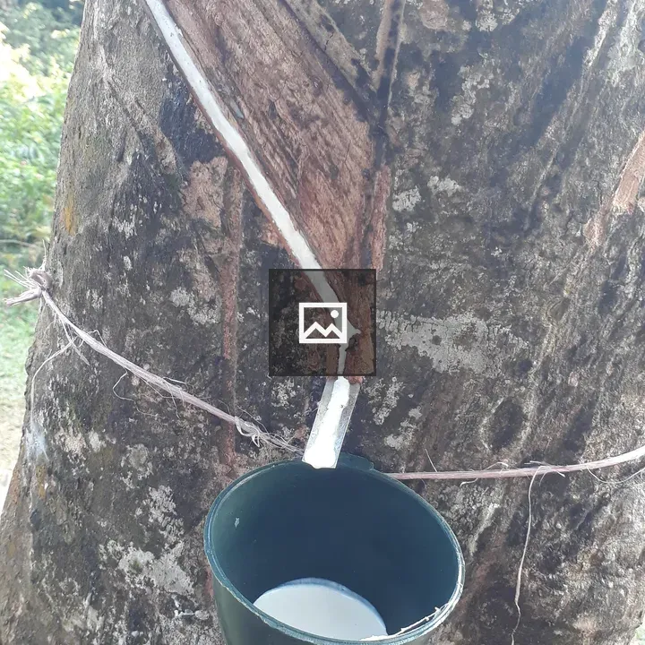 Collecting Rubber Extract Scene
