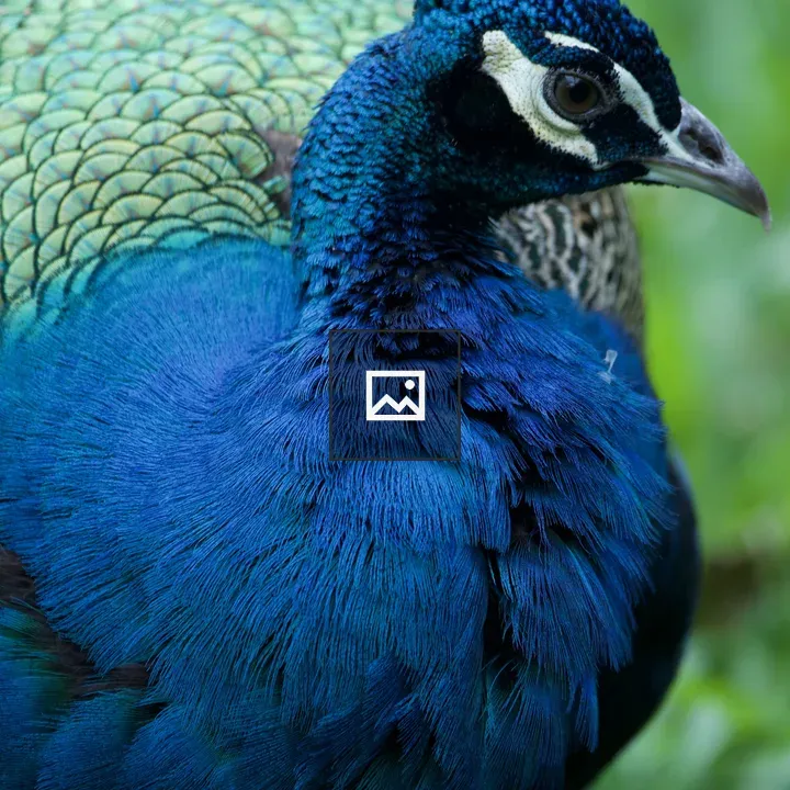Peacock Portrait Close-Up