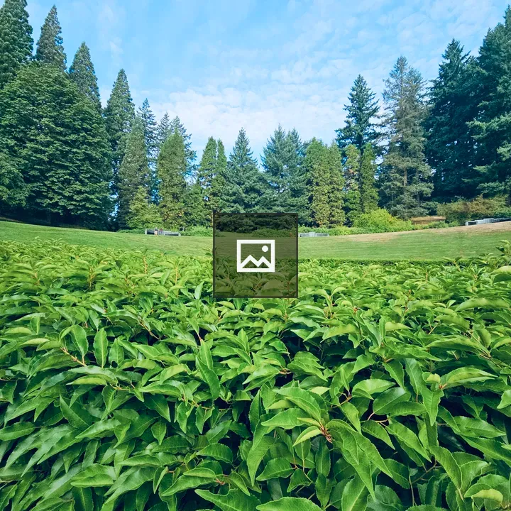 Dense green hedge with reddish stems