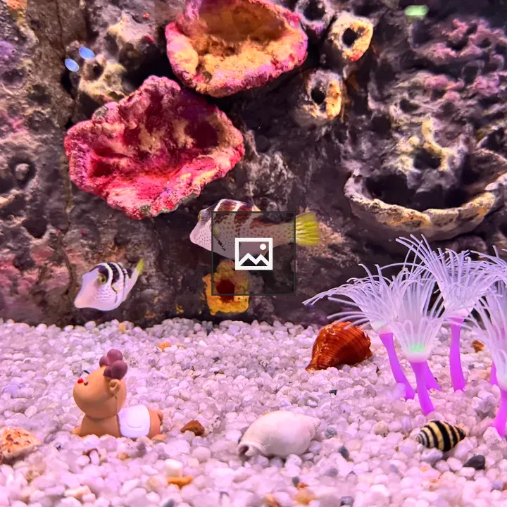 Puffer Fish and Sea Anemones
