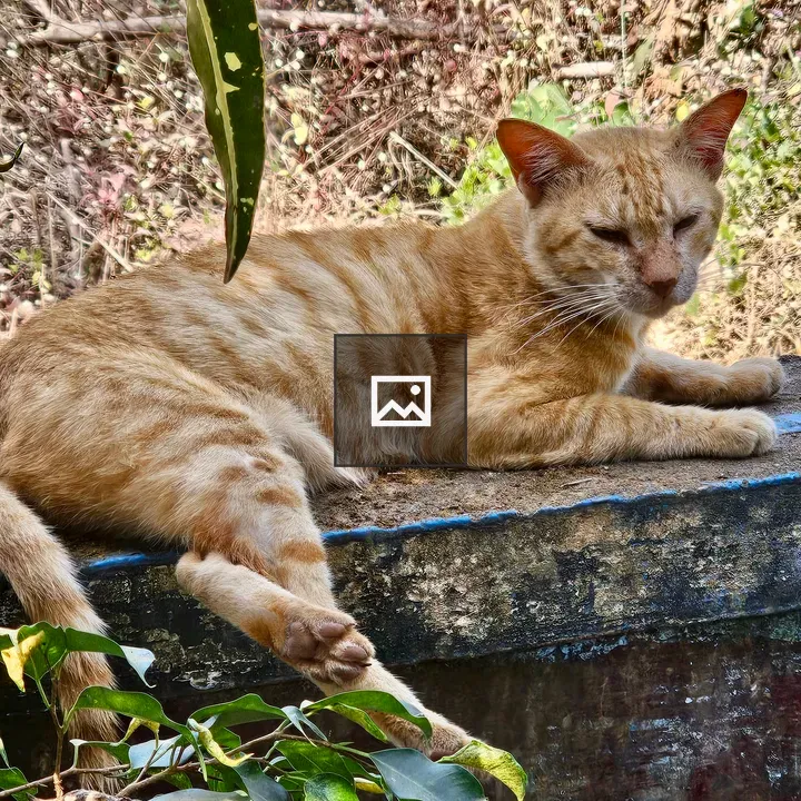 Tabby street cat resting