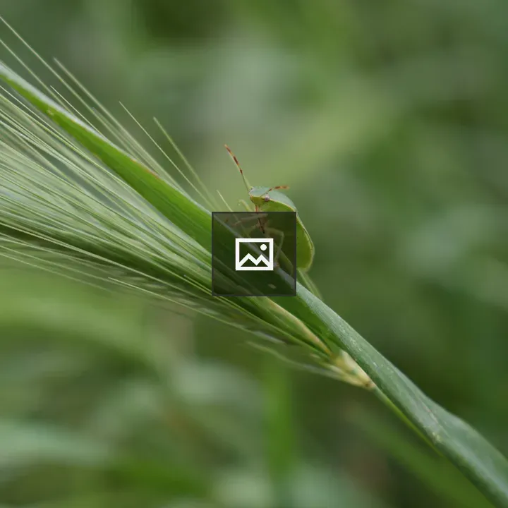 Green shield bug on barley blade