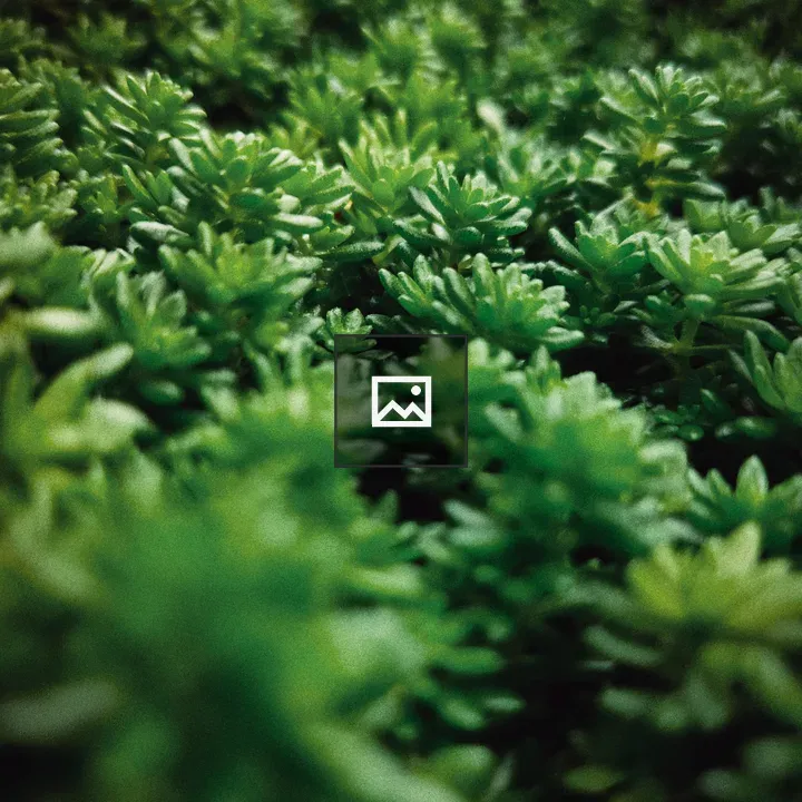 Small green plant close-up