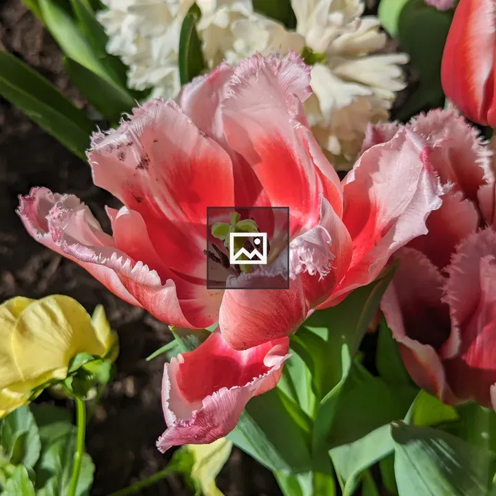 Tulip with frilled petals