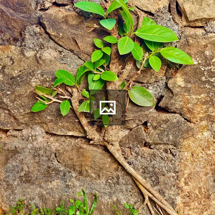 Ficus benghalensis on Wall
