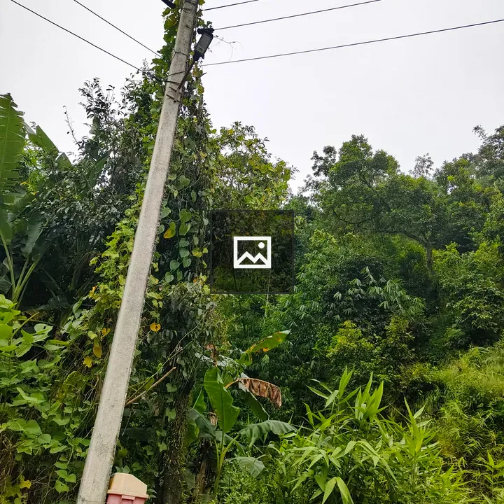 Utility pole with climbing plants