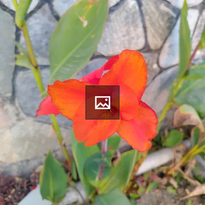 Orange flower against stone wall