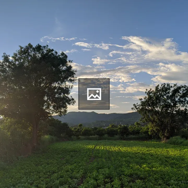 Lush field with trees at sunset