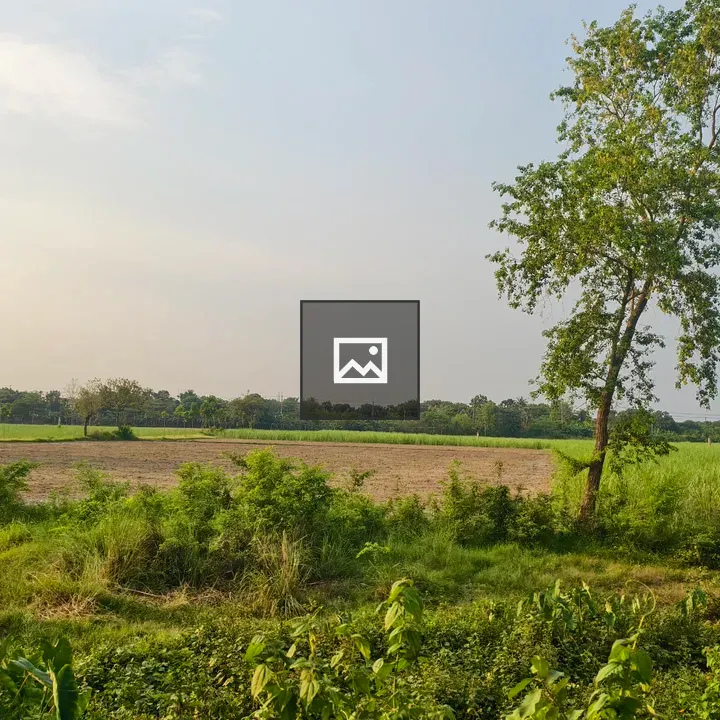 Green Field and Tall Tree