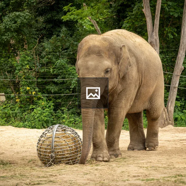 Elephant with Ball at Berin Zoo