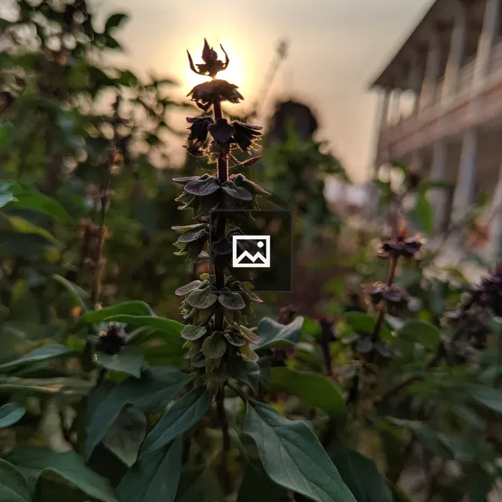 Holy basil close-up plant