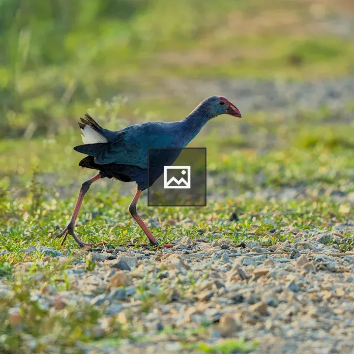 Bird with Red Beak on Rocky Path